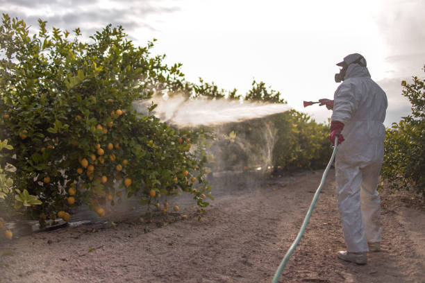 Best Pest Control for Restaurants  in Bouse, AZ
